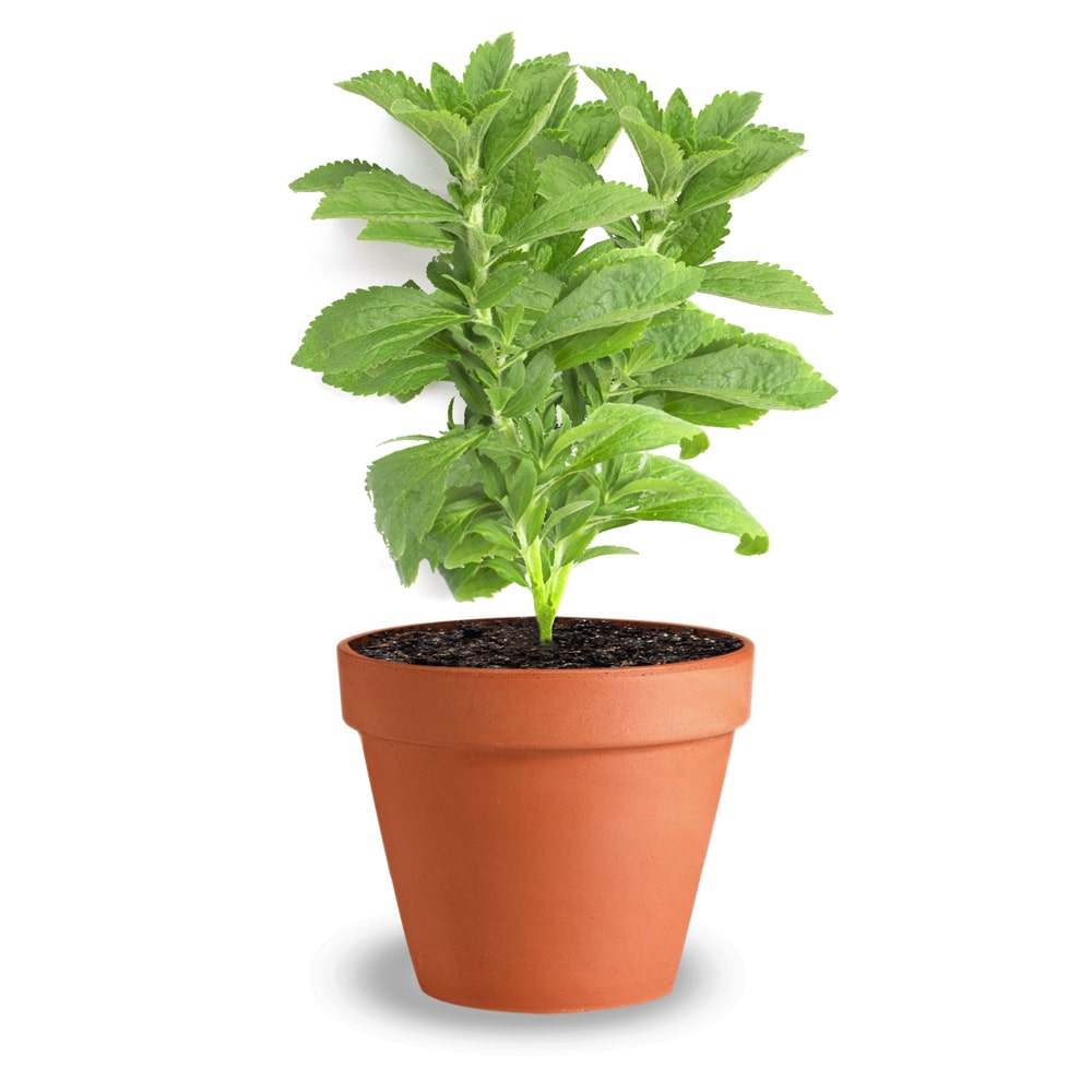 Wuchs Die Stevia-Pflanze-Stevia-rebaudiana