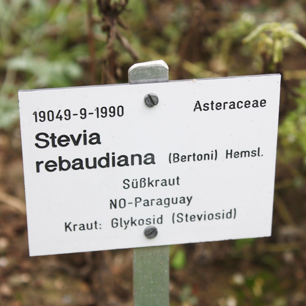 Die Pflanze Stevia rebaudiana