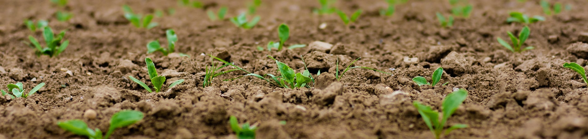 Wie Stevia Süßungsmittel hergestellt werden