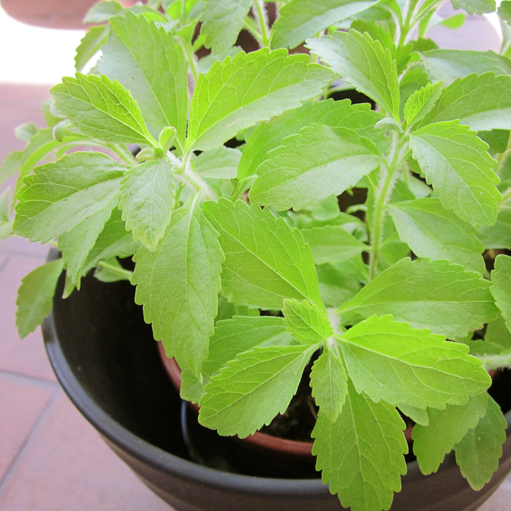 Junge Stevia Pflanze im Topf