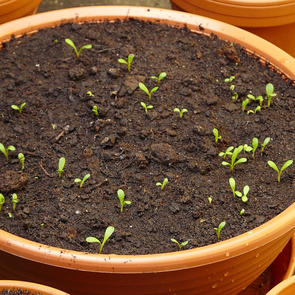 Kleine Stevia Keimlinge im Topf