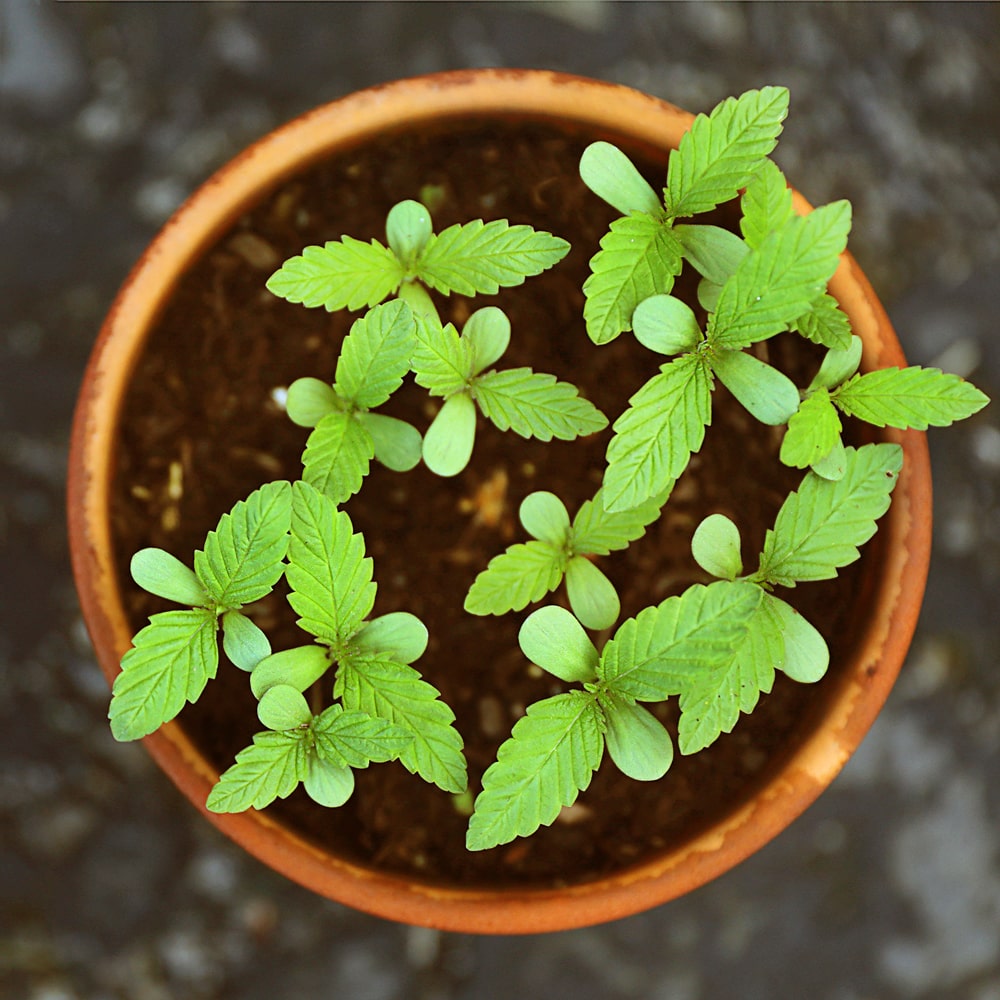 Kleine Stevia Pflanzen nach der Aussaat im Topf