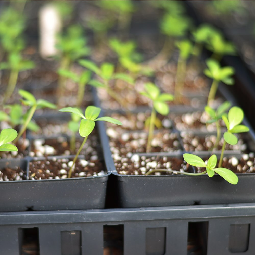 Pikierte Stevia Setzlinge in Containern