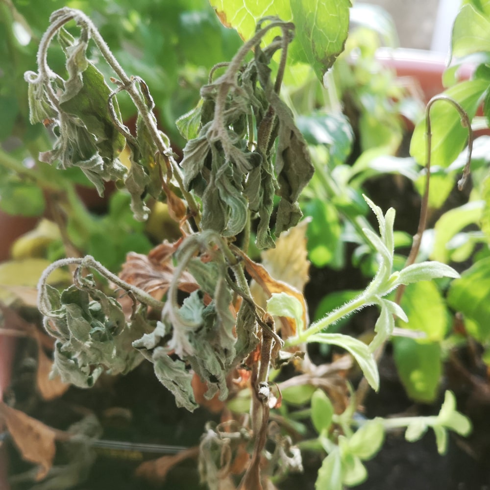 Schädlinge und Krankheiten Stevia Pflanze Welkekrankheit
