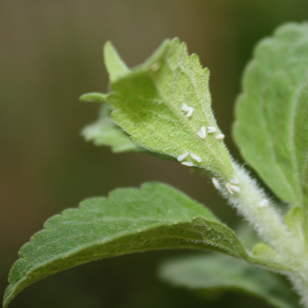 Schädlinge und Krankheiten Stevia Pflanze weiße Fliege