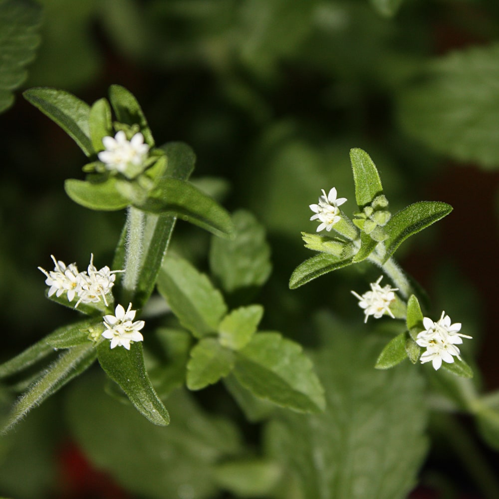 Stevia Blüten, erst im Spätsommer bilden sich die kleinen, endständigen Blüten der Stevia Pflanze.