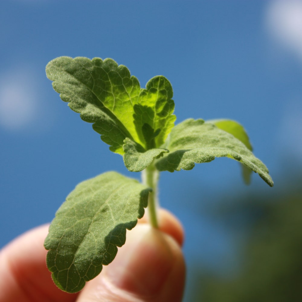 Ein Sprössling einer jungen Stevia Pflanze.