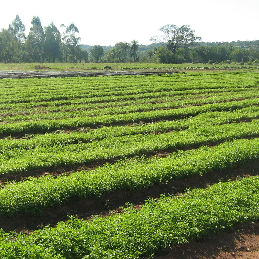 Stevia Anbau auf einem Feld in Spanien.