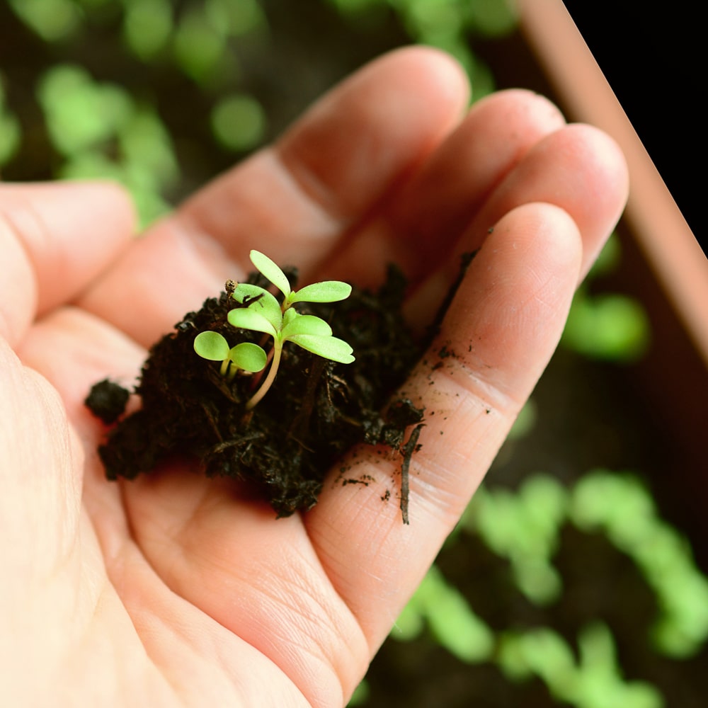 Stevia Setzlinge in der Hand