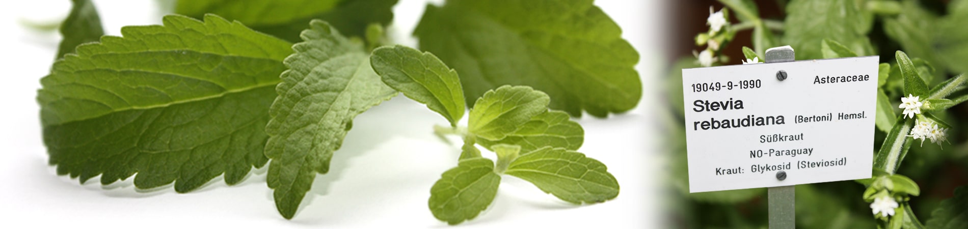 The home of the Stevia plant is Paraguay. Stevia rebaudiana is the botanical name and the plant is also called sweet leaf