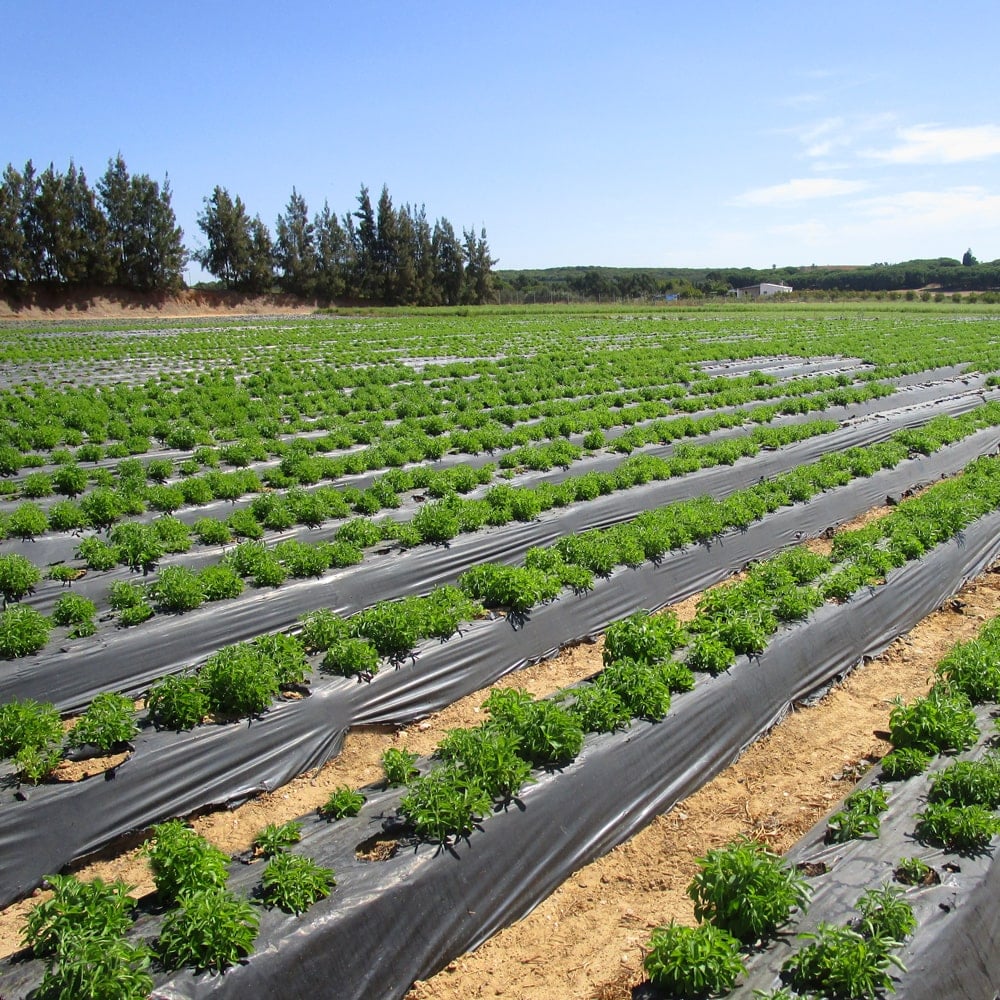 Junge Stevia Plantage | Anbau in Portugal.