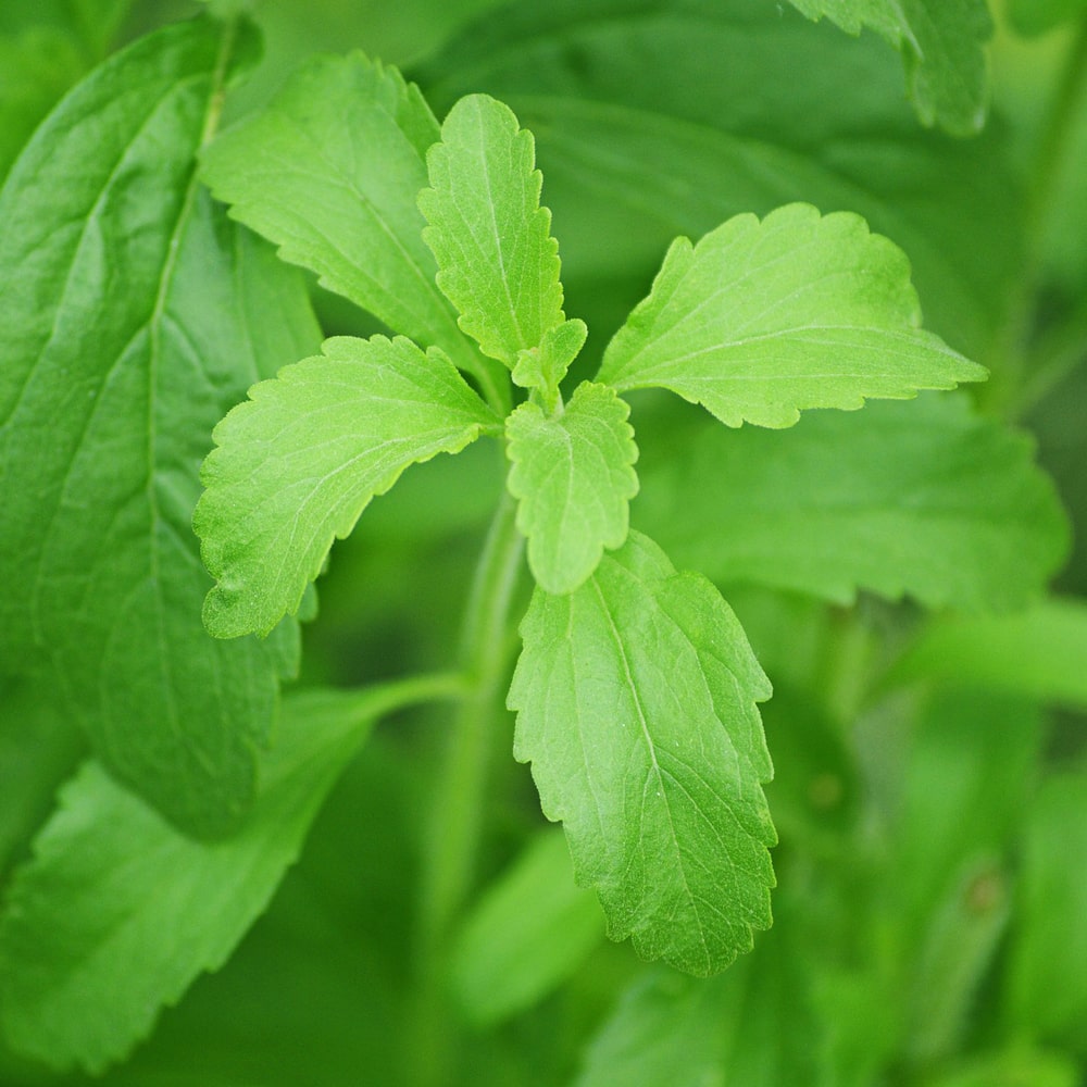 Die Stevia Pflanze.