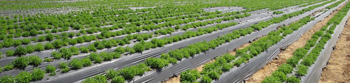 Where does Stevia come from?